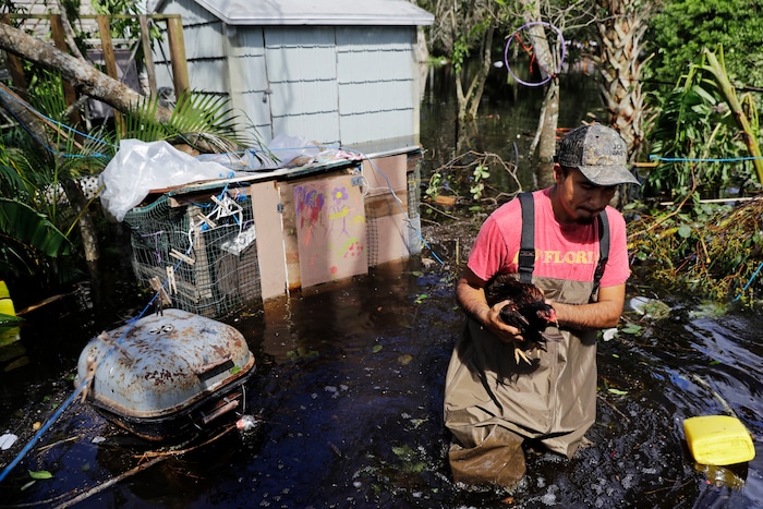 Jose Encarnacion pulls a chicken out from a cage as he retrieves belongings from his flooded home following Hurricane Irma in Bonita Springs, Fla., Tuesday, Sept. 12, 2017. (AP Photo/David Goldman)