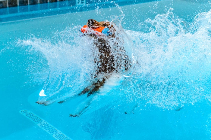 (Trent Nelson | The Salt Lake Tribune) David Valdez works with Dexter in the new Aquatic Fitness Center at DogMode in Salt Lake City on Tuesday, Nov. 28, 2017.