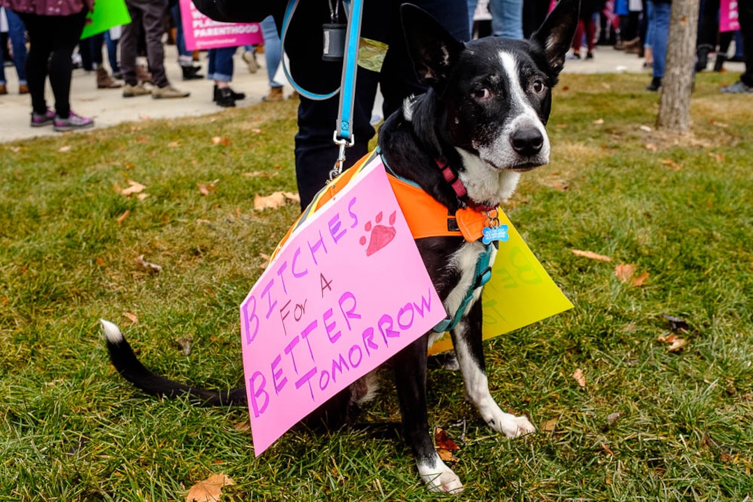 (Trent Nelson | The Salt Lake Tribune)Maryjane Anderson's dog Simbrah at the 2019 Women's March on Utah in Salt Lake City on Saturday Jan. 19, 2019.