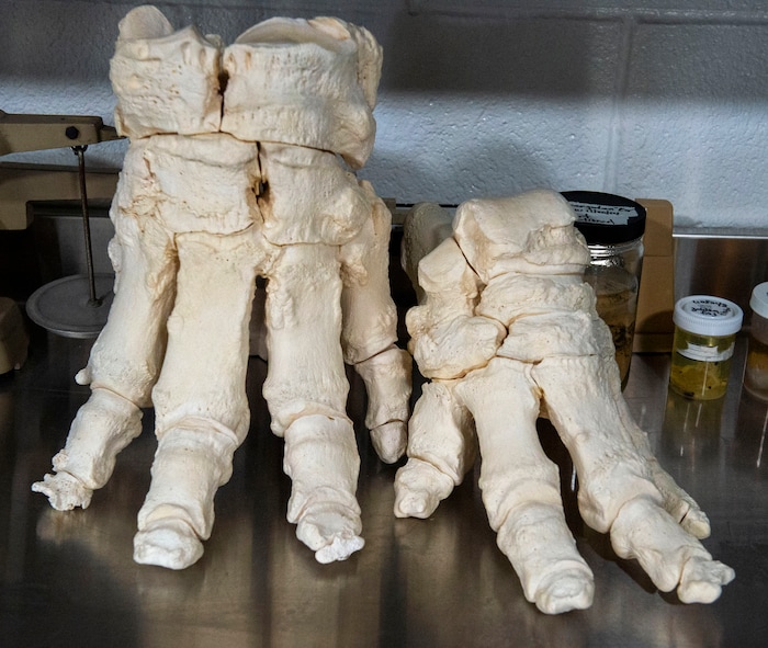 (Rick Egan  |  The Salt Lake Tribune)    Bones from an elephant's are on display in the Necropsy room, in the Hogle Zoo Animal Health Center. Saturday, March 16, 2019.


