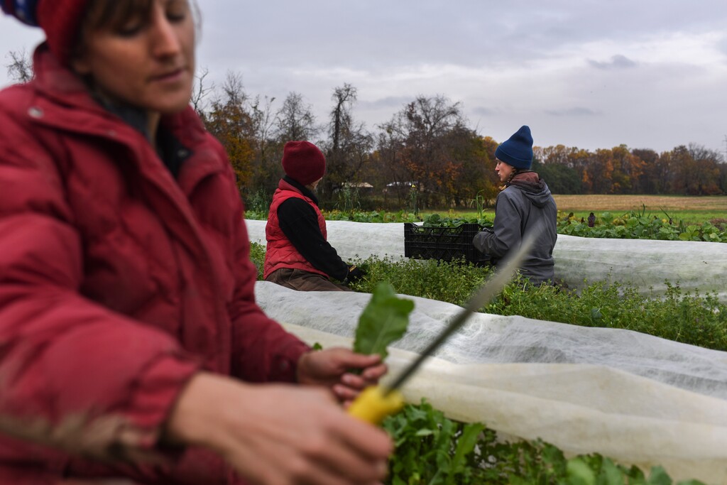 (Michael Robinson Chavez | The Washington Post)  From left, Liz Whitehurst, Rachel Clement and Foster Gettys pick and weigh greens at Owl's Nest Farm on Nov. 9.