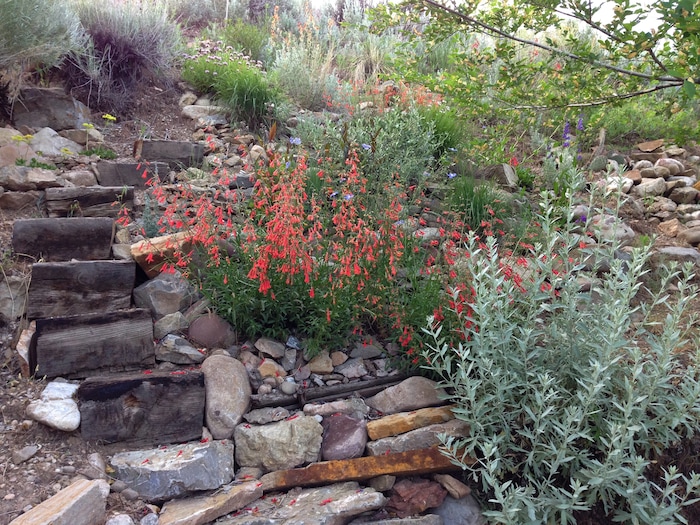 (Erin Alberty | The Salt Lake Tribune)  Bridges Penstemon takes center stage June 3, 2015 in the former backyard of reporter Erin Alberty in Salt Lake City.  The Utah native plant helped to replace a carpet of invasive Myrtle Spurge.