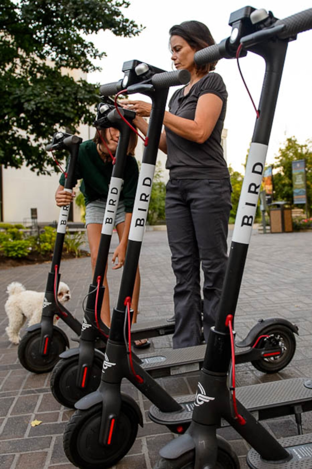 (Trent Nelson | The Salt Lake Tribune) Jenn Hein sets out scooters in Salt Lake City early Wednesday Aug. 8, 2018. Hein works as a "Bird charger" on the side to make some extra cash, picking up and charging electric scooters overnight and returning them to the city streets in the early morning. Her daughter Ady helps out.