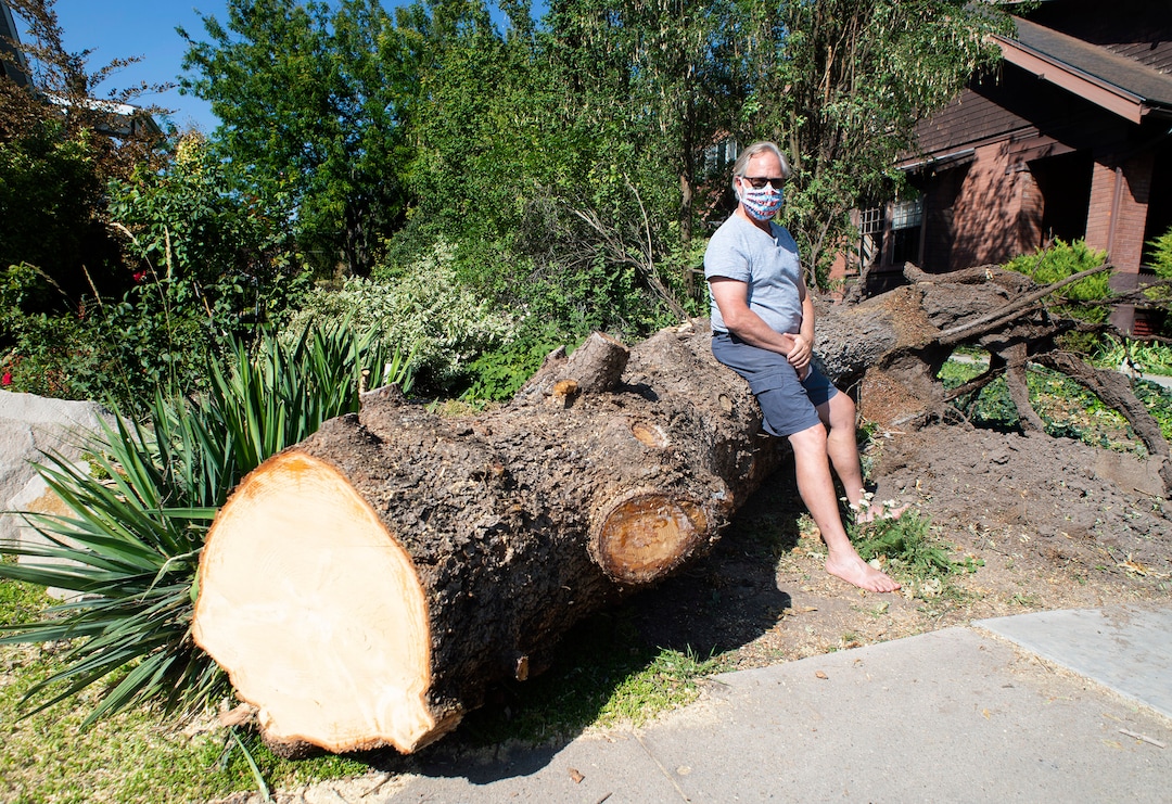 (Rick Egan  |  The Salt Lake Tribune)    Tom Mitchell sits on the trunk of a price tree that was blown over by the wind earlier this week, on Saturday, Sept. 12, 2020. 