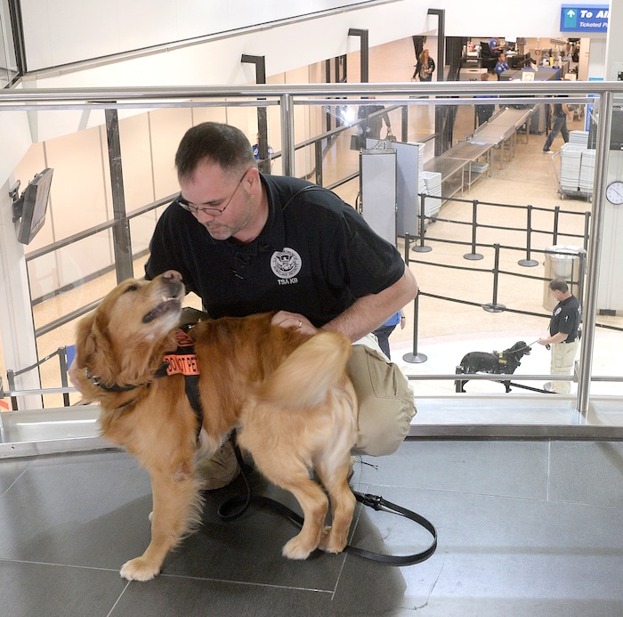 (Al Hartmann  |  The Salt Lake Tribune)  TSA K9 handler Thomas Scott gives some love to Benny, one of the new passenger screening canines, at the Salt Lake International Airport Tuesday March 8.  "Benny", a golden retriever sniffs at luggage as airline passengers pass by before the security checkpoint in terminal 1.  The Transportation Security Administration (TSA) is beginning to use the dogs, which are specially trained to detect explosives and explosive components.  