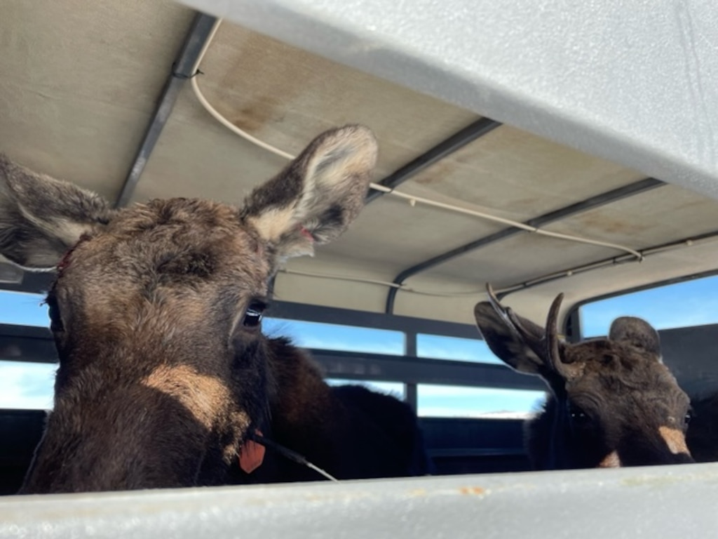 (Utah Division of Wildlife Resources) Two moose peer out from a trailer while being relocated from Interstate 80 on Tuesday, Jan. 11, 2022.