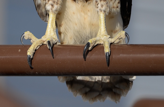 (Francisco Kjolseth | The Salt Lake Tribune) A young red-tailed hawk perches on a railing of a large warehouse in an industrial area in Salt Lake City.