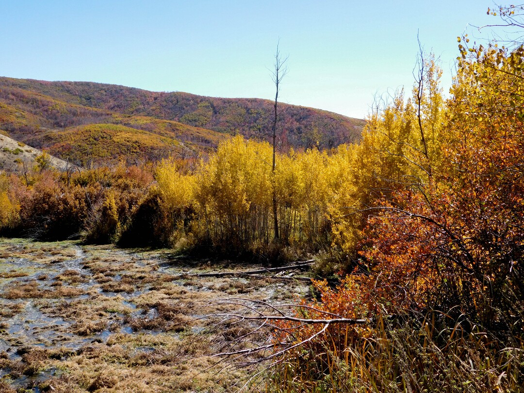 (Erin Alberty|The Salt Lake Tribune) Maples, oak and aspen line Cascade Springs with fall color on Oct. 9, 2017 in Wasatch County.