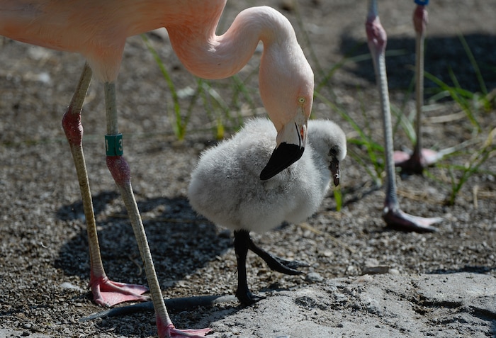 (Francisco Kjolseth  |  The Salt Lake Tribune)  Tracy Aviary has a variety of new birds, including three new baby Chilean Flamingos. The trio, ranging in age from 14 to 29 days of age are growing fast and the aviary is currently having a naming competition. Every egg that is laid at the aviary is given a number. Chick 3 just happened to get the egg number 007, so keepers decided to theme the flamingo chick naming contest with 007 names. 