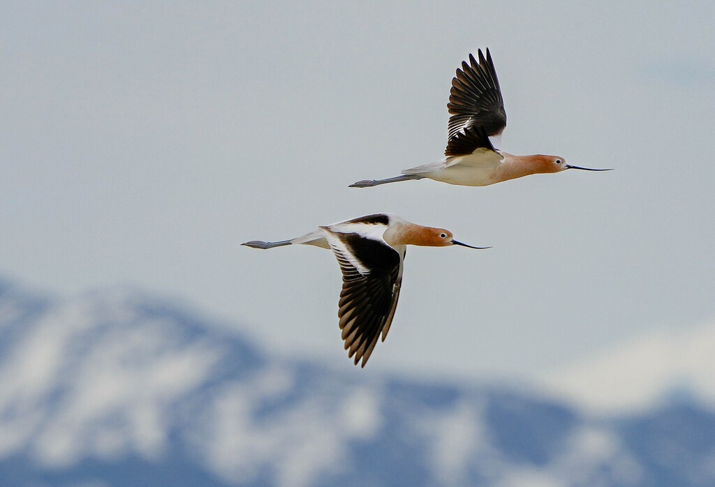 (Francisco Kjolseth | The Salt Lake Tribune) A pair of American avocet fly over the Great Salt Lake on Wednesday, April 12, 2023, near the outflow of the Weber River where some signs of improvement to bird habitat can be seen following a record snow fall year. Critical shallow wetlands that were bone-dry just weeks before have slowly come back, as much attention is paid to how much the shallow lake will recover.