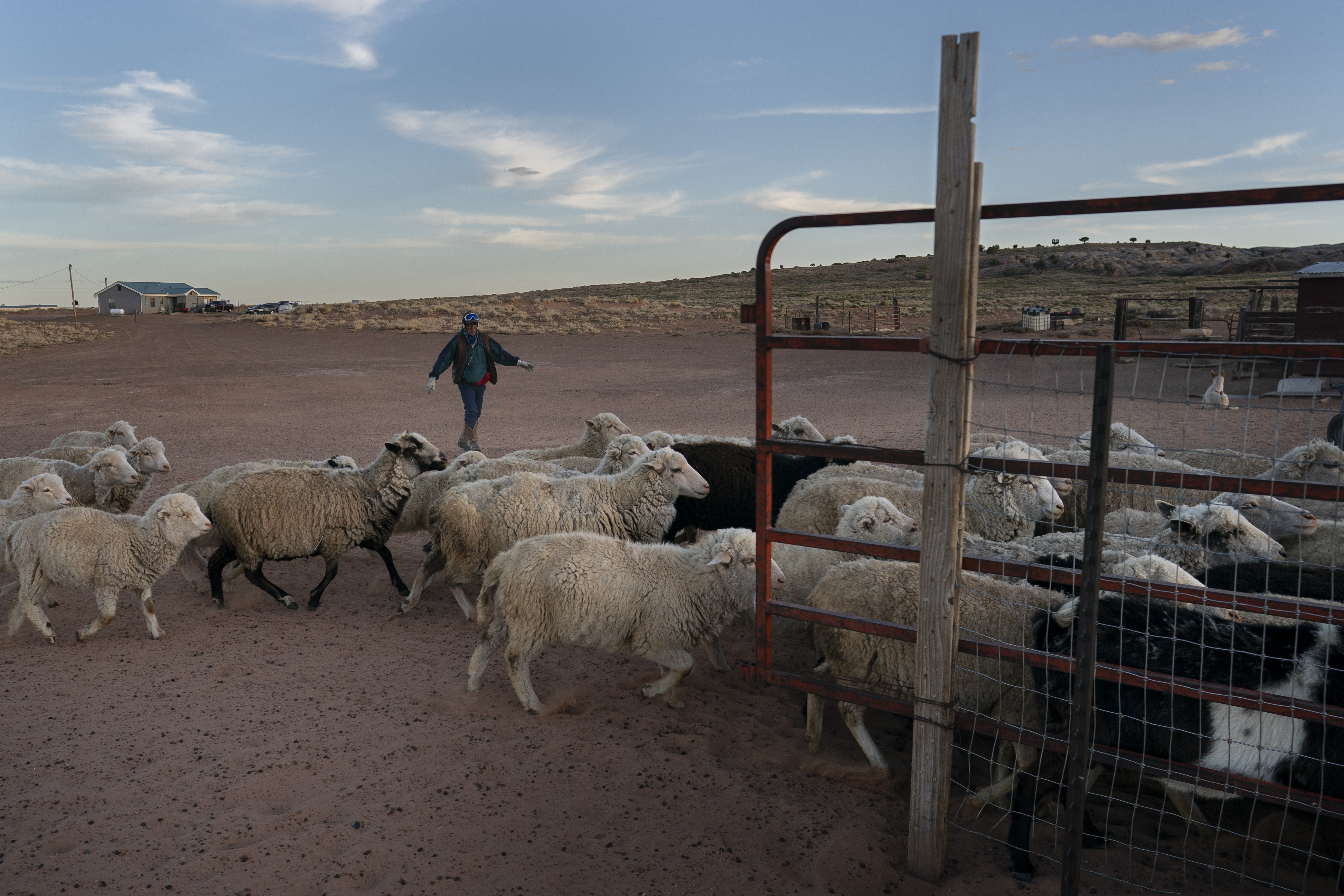 Navajo rancher and shepherd Leslie Dele guides his sheep into their corral at the end of the day on the family ranch outside Tuba City, Ariz., on the Navajo reservation on April 22, 2020. The reservation has some of the highest rates of coronavirus in the country. If Navajos are susceptible to the virus' spread in part because they are so closely knit, that's also how many believe they will beat it. (AP Photo/Carolyn Kaster)