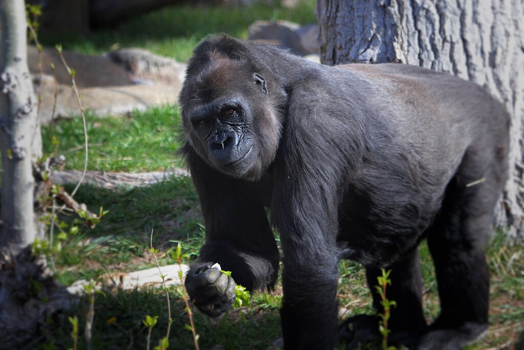 (Utah's Hogle Zoo) Jo Ray K was a 44-year-old Western lowland gorilla living at Utah's Hogle Zoo. She had been suffering from several chronic conditions, and was euthanized on Monday, Feb. 21, 2022.