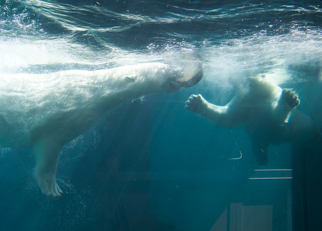(Rick Egan  |  The Salt Lake Tribune)  Nora and Hope swim after having a treat made of frozen apricots pineapple and fish oil during a hot day at Hogle Zoo on Friday, July 6, 2018.