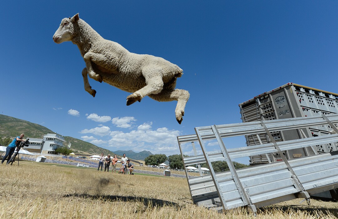 (Francisco Kjolseth  |  The Salt Lake Tribune)  Hundreds of sheep arrive from the Strawberry Valley to Midway's Soldier Hollow as they leap from trucks on Wed. Aug. 29, 2018, for this weekend's 16th annual Soldier Hollow Classic Sheepdog Championship and Festival, which runs Aug. 31-Sept. 3. This year, 44 dogs and 34 handlers will work with 331 sheep for the $20,000 purse.