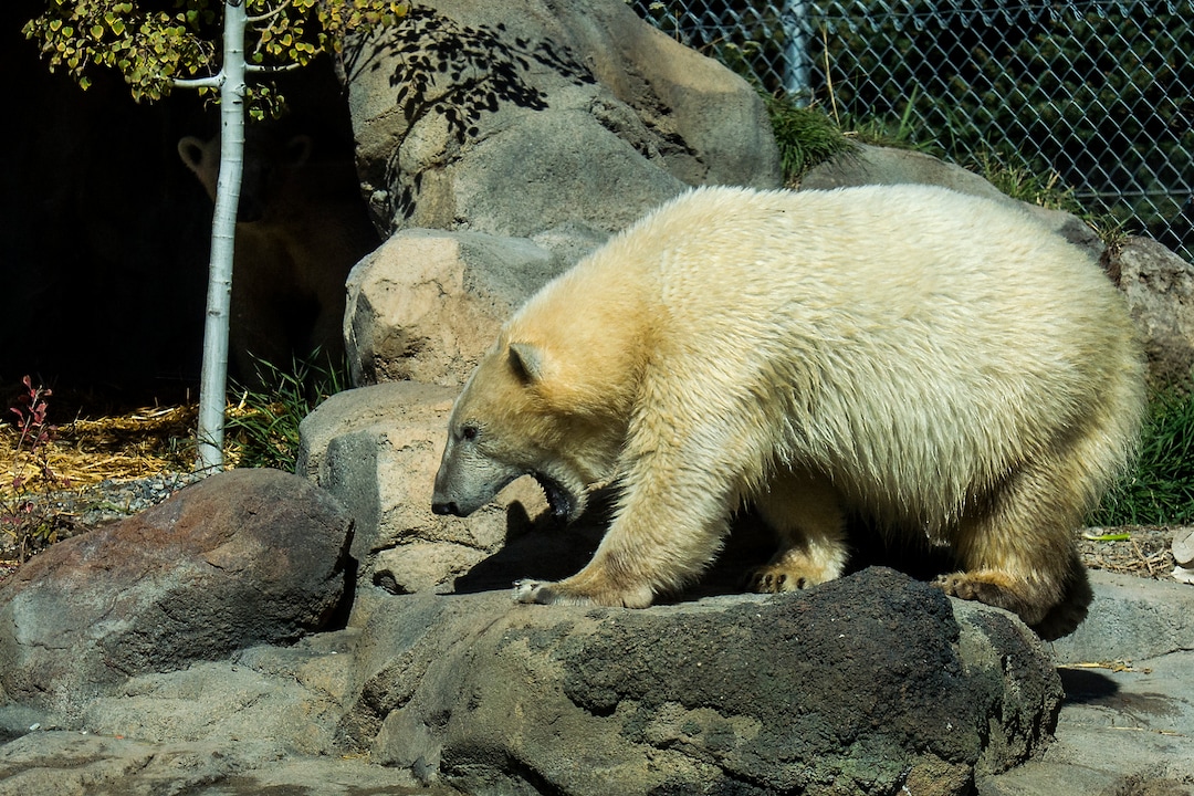 (Chris Detrick  |  The Salt Lake Tribune) Polar Bears Hope and Nora at Utah's Hogle Zoo Tuesday, October 10, 2017.