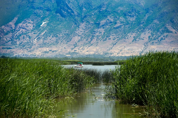 (Rick Egan  |  The Salt Lake Tribune)   Boaters enjoy the sun at Provo Bay. Water experts are urging visitors to keep themselves, their pets and other animals out of parts of Utah Lake, after detecting a potentially toxic blue-green algal bloom in Provo Bay. Tuesday, June 12, 2018.


