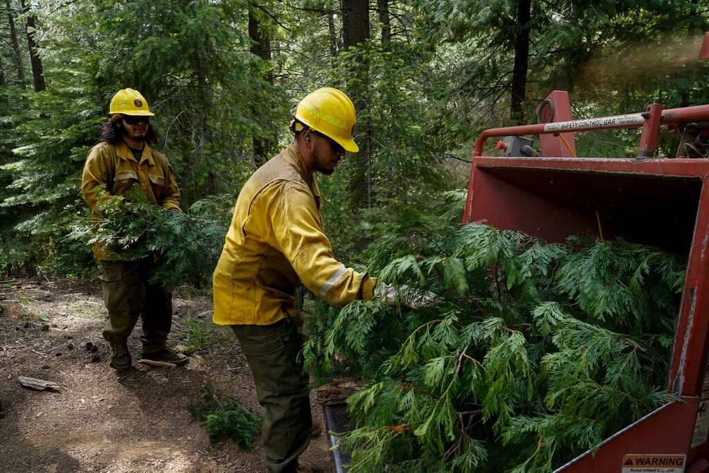 U.S. Forest Service crew members put tree branches into a wood chipper as they prepare the area for a prescribed burn in the Tahoe National Forest, Tuesday, June 6, 2023, near Downieville, Calif. By logging and burning trees and low-lying vegetation, officials hope to lessen forest fuels and keep fires that originate on federal lands from exploding through nearby cities and towns.(AP Photo/Godofredo A. Vásquez)