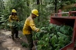 U.S. Forest Service crew members put tree branches into a wood chipper as they prepare the area for a prescribed burn in the Tahoe National Forest, Tuesday, June 6, 2023, near Downieville, Calif. By logging and burning trees and low-lying vegetation, officials hope to lessen forest fuels and keep fires that originate on federal lands from exploding through nearby cities and towns.(AP Photo/Godofredo A. Vásquez)