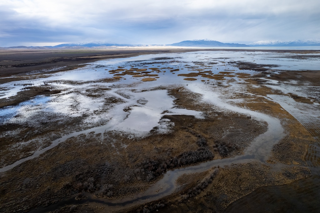 (Trent Nelson  |  The Salt Lake Tribune) Wetlands at Goshen Bay, on the south end of Utah Lake, on Monday, Feb. 19, 2024.