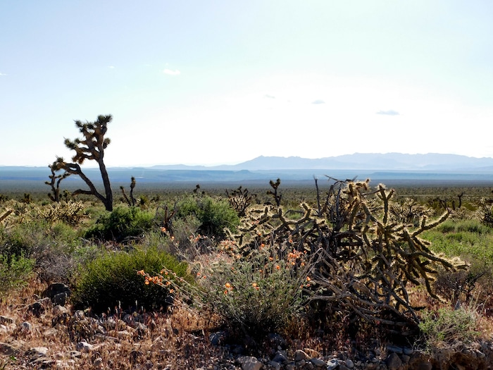 Erin Alberty  |  The Salt Lake Tribune

A globemallow blooms next to a cholla April 2 in Joshua Tree National Natural Landmark.