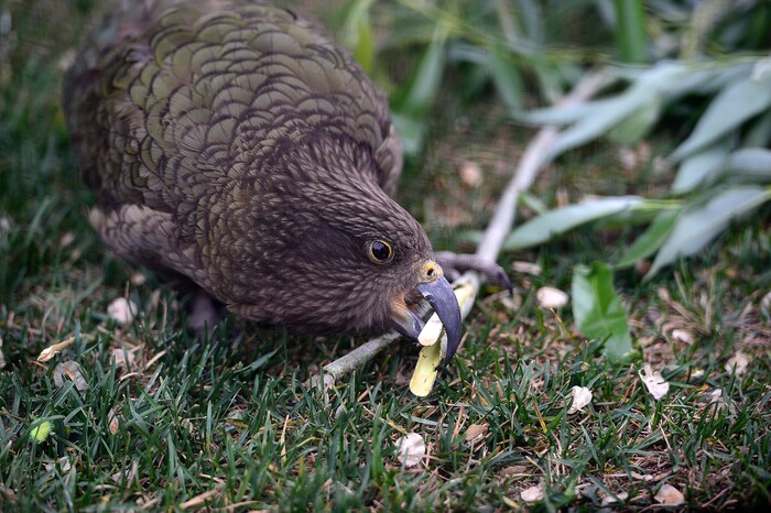 (Scott Sommerdorf | The Salt Lake Tribune)
One of Tracy Aviary's four Keas gnaws on a branch in their new exhibit, Expedition Kea, May 10, 2018.