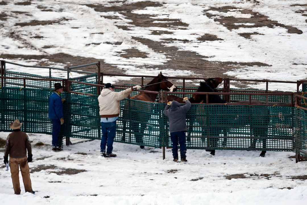 (Chris Detrick  | Tribune file photo)   Wild horses from Utahs Swasey herd are rounded up by Cattoor Livestock Roundup Co in the West Desert near the Swasey Mountains Thursday February 14, 2013. Under the Bureau of Land Management operation 50 miles west of Delta, helicopter wranglers gathered 262 horses. One hundred will be released back into the Swasey Herd Management Area  one of Utahs 19 HMAs on federal land. Many of the horses released will be mares treated with the contraceptive Porcine Zona Pellucida (PZP-22).