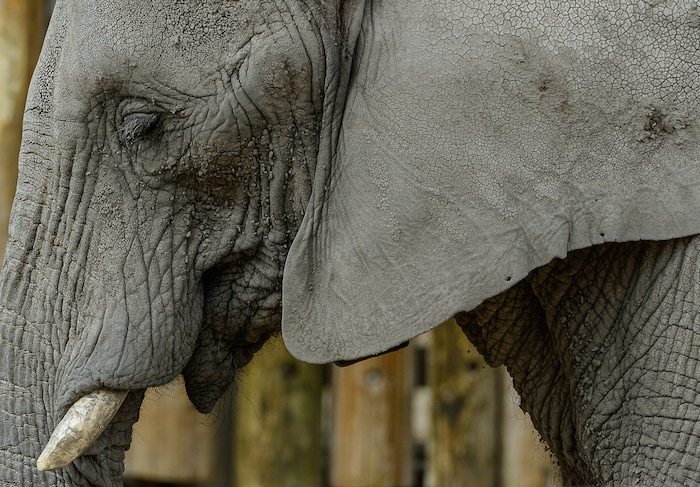 (Francisco Kjolseth  |  The Salt Lake Tribune)  A report came out on Monday, May 6, 2019, that says one million different species are in imminent danger of extinction several of which are represented at Hogle Zoo like Christie the African Elephant.