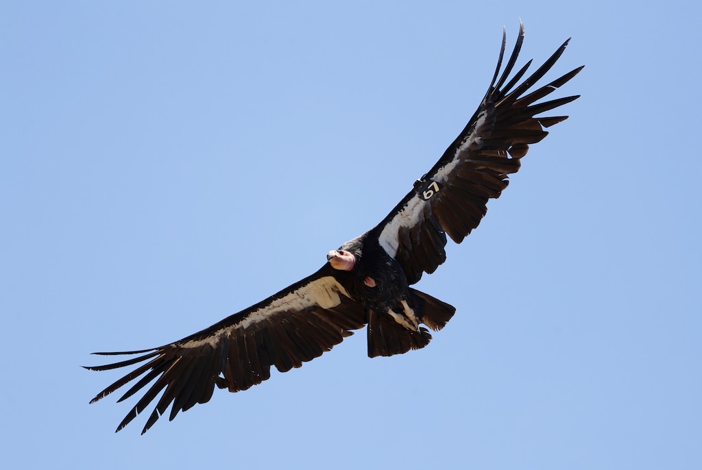 (Marcio Jose Sanchez | The Associated Press) In this June 21, 2017, file photo, a California condor takes flight in the Ventana Wilderness east of Big Sur, Calif. The effort to bring the California condor, one of the world’s largest birds back from the brink of extinction, is expanding after northern Arizona and southern Utah found success in getting deer hunters to use ammunition not made of lead.