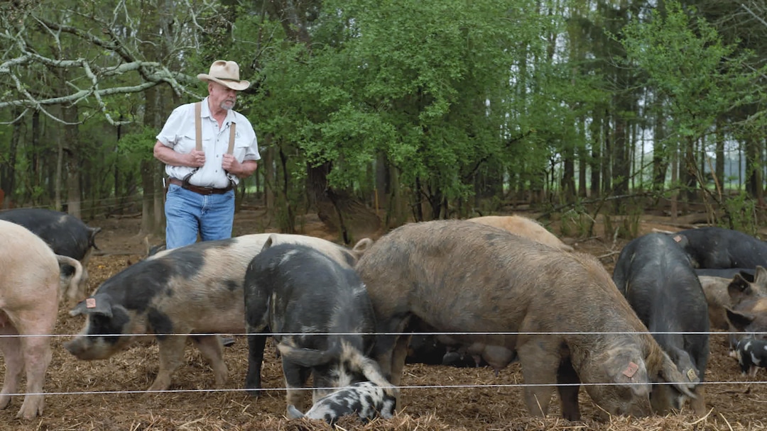 (Sundance Institute) A pig farm is one of the links in the global food system examined in director Laura Gabbert's documentary "Food and Country," an official selection of the Premieres program at the 2023 Sundance Film Festival.
