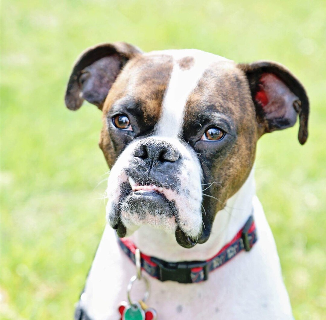 (Courtesy of Salt Lake County Animal Services)  Salt Lake County PAWlitical candidate Churchill