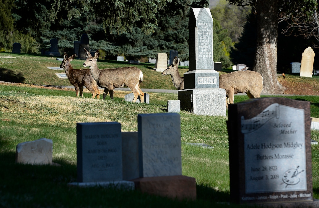 (Scott Sommerdorf | The Salt Lake Tribune)The Salt Lake City Cemetery, Friday, April 13, 2018. The cemetery is historic, beloved by relatives, neighbors, nature and recreation lovers -- and needs about $27 million in repairs, improvements and financial aid. The city is reviewing a master plan to make fixes and improvements. 