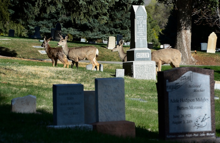 (Scott Sommerdorf | The Salt Lake Tribune)
The Salt Lake City Cemetery, Friday, April 13, 2018. The cemetery is historic, beloved by relatives, neighbors, nature and recreation lovers -- and needs about $27 million in repairs, improvements and financial aid. The city is reviewing a master plan to make fixes and improvements. 
