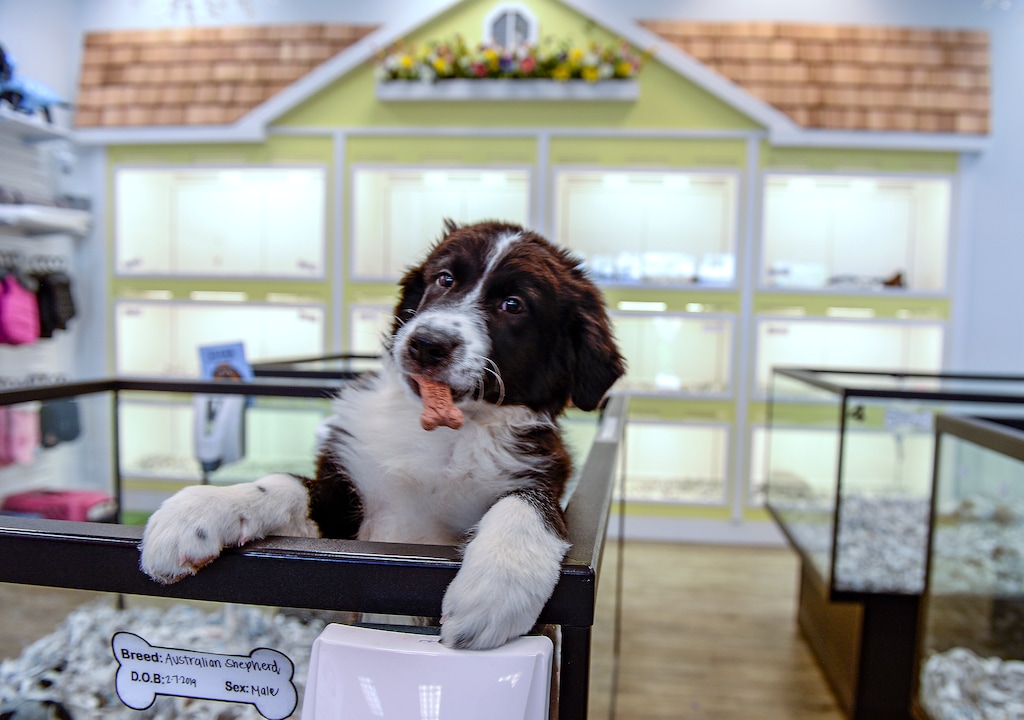 (Leah Hogsten | The Salt Lake Tribune) A male Australian Shepherd gets a treat from an employee at The Puppy Store in West Jordan, May 10, 2019. West Jordan animal activists are encouraging the city council to adopt an ordinance that would prohibit pet stores from selling puppies, kittens and rabbits not obtained directly from a shelter or rescue.
