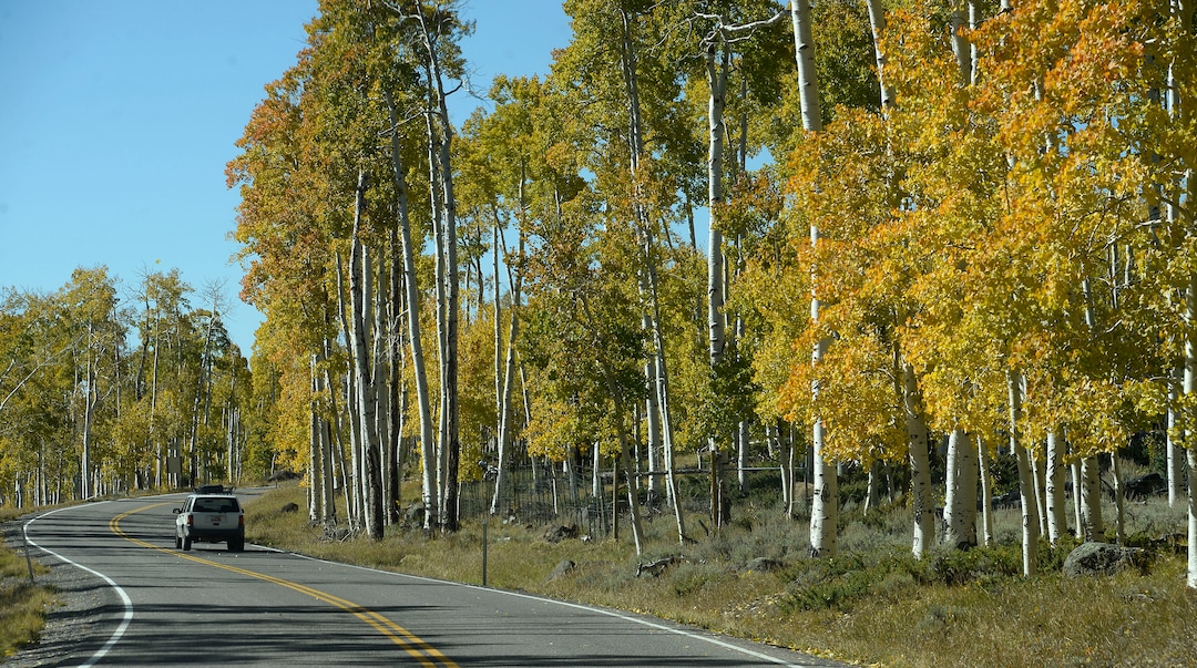 (Al Hartmann  |  The Salt Lake Tribune)     
At 106 acres, Pando is the largest known aspen clone, and the most massive living thing known on earth. Its trees are united by a single root system. Scientists say deer are voraciously eating Pando's new sprouts, preventing the clone from regenerating. It could deteriorate beyond recovery in less than 20 years, they warn.