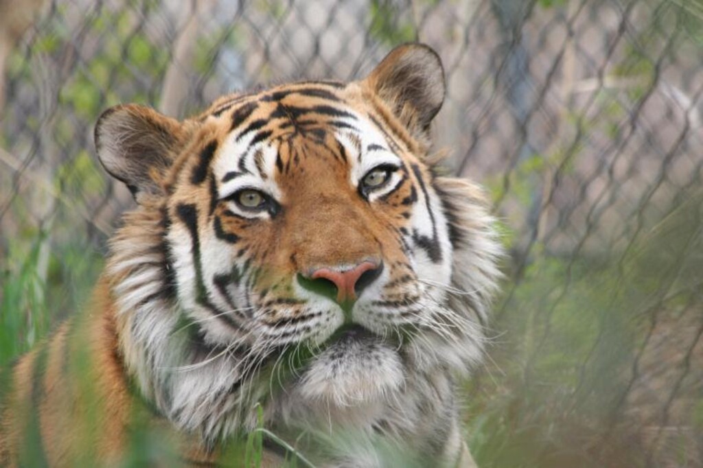 (Courtesy of Hogle Zoo) Kazek the tiger has died at Hogle Zoo in Salt Lake City.