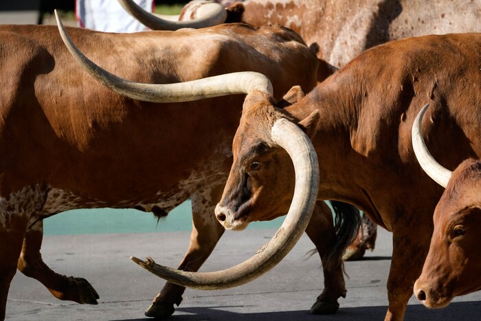 (Francisco Kjolseth | The Salt Lake Tribune) Texas long horns are walked down South Temple as part of the Days of ’47 Parade in Salt Lake City on Saturday, July 23, 2022.
