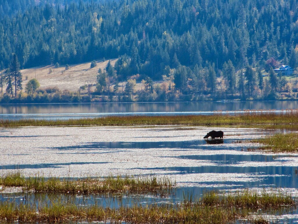 (Carey J. Williams | AP file photo) A moose cools off on Oct. 14, 2013, in the Chain Lakes area along the Trail of the Coeur d'Alenes in Idaho. Hunting license sales in Idaho are up as more residents seek a way to safely get out of the house without contracting COVID-19. Wildlife officials say that has led to inexperienced hunters misidentifying and killing moose and a grizzly bear, and that in northern Idaho blatant poaching has increased. “Hunting is that outdoor activity that follows all the COVID recommendations and gets people outside,” Idaho Department of Fish and Game Enforcement Chief Greg Wooten said Friday, Nov. 20, 2020.