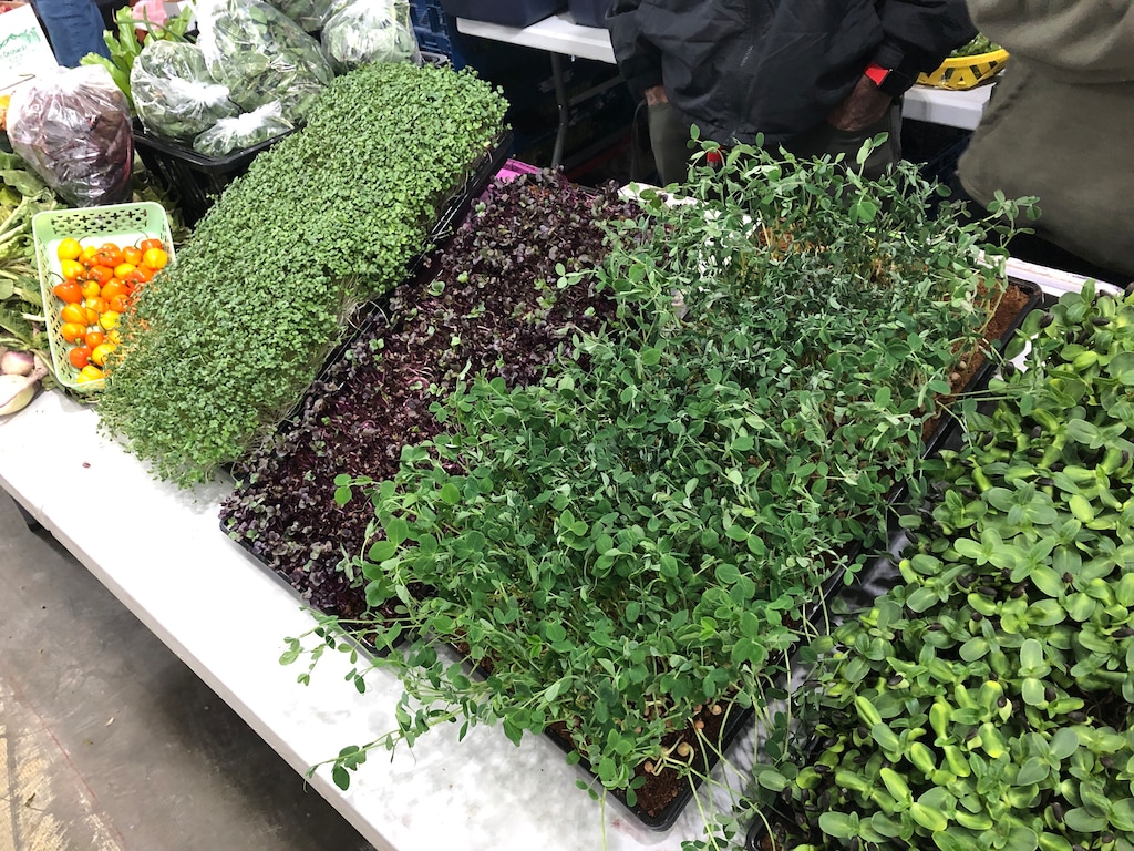 (Kolbie Peterson | The Salt Lake Tribune) Microgreens are shown for sale at the Urban Prairie Agriculture booth at the winter Downtown Farmers Market on Saturday, Nov. 9. 2024.