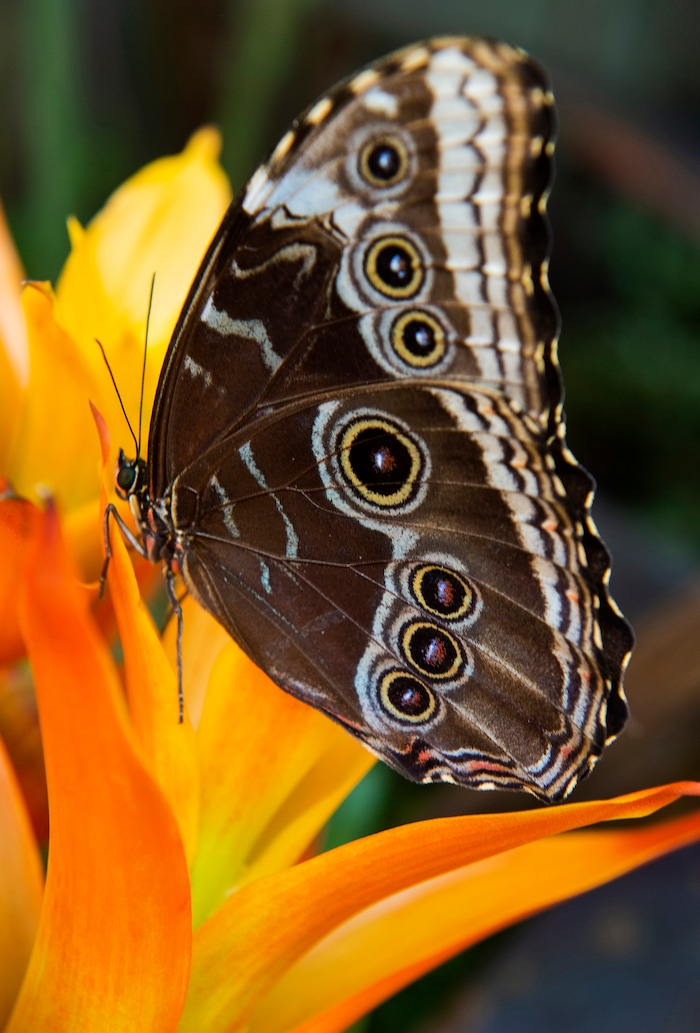 (Rick Egan  |  The Salt Lake Tribune)     
A Blue Morpho Butterfly, at the Butterfly Biosphere at Thanksgiving Point’s Water Tower Plaza in Lehi. Tuesday, Jan. 22, 2019.  The New Butterfly Biosphere is home to more than a thousand butterflies from around the world. 