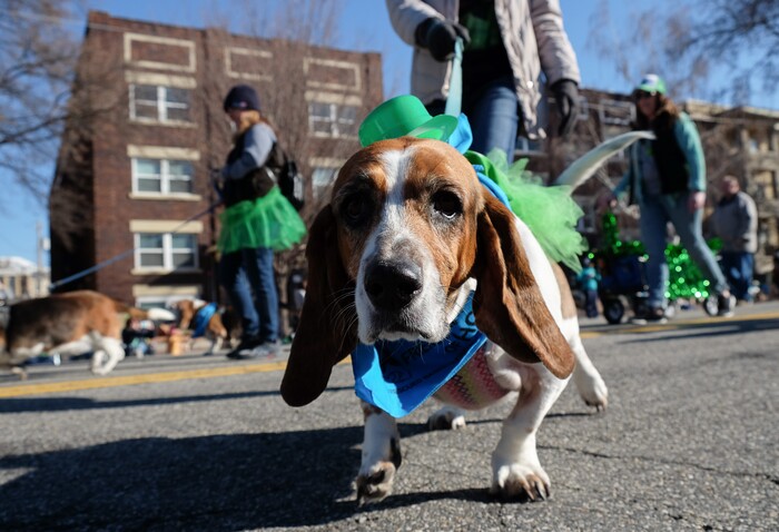 (Francisco Kjolseth | The Salt Lake Tribune) Utah Friends of Basset Hounds bring much attention as shamrocks and sunshine grace Salt Lake CityÕs Irish community as it celebrates their 41st annual St. PatrickÕs Day Parade with crowds lining up to take in the festivities.