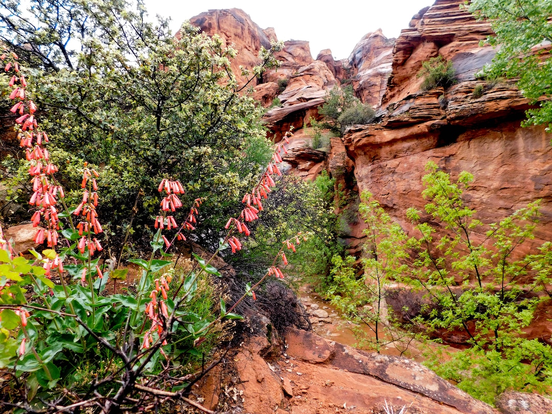 Erin Alberty  |  The Salt Lake TribuneA penstemon blooms April 3, 2017 along the Red Reef Trail in Red Cliffs Desert Reserve, north of Harrisburg.