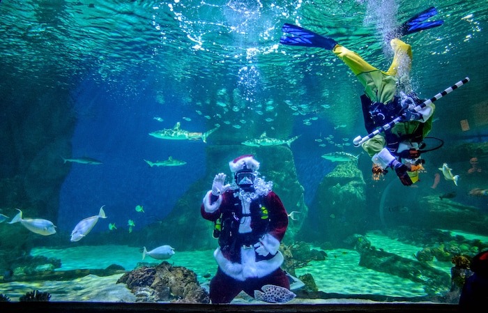 (Trent Nelson | The Salt Lake Tribune) Santa and one of his elves dive with the sharks at the Loveland Living Planet Aquarium in Draper on Saturday, Dec. 21, 2019.