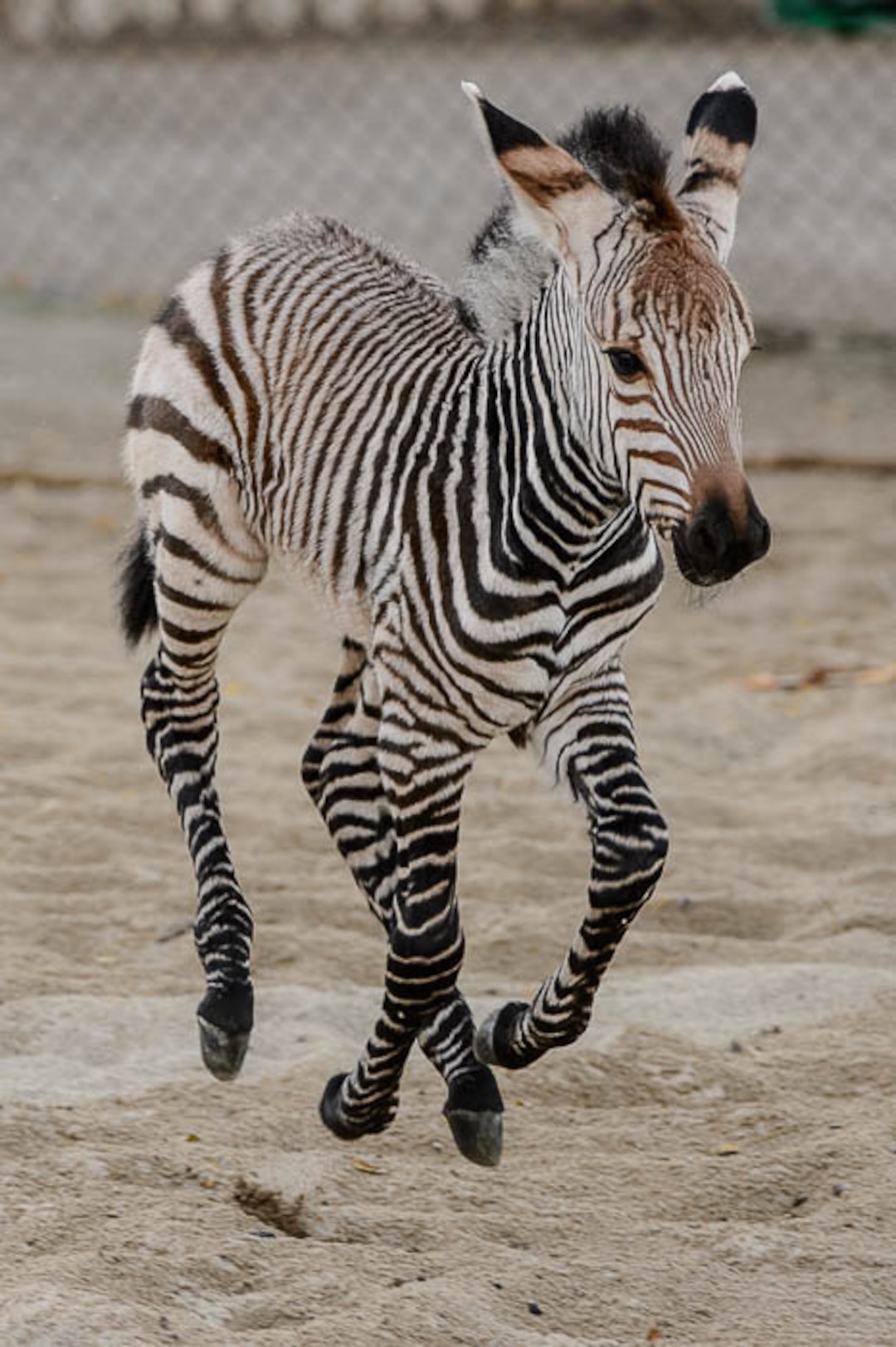 (Trent Nelson | The Salt Lake Tribune)  Clementine, left, a baby zebra born Oct. 23, at Utah's Hogle Zoo, Tuesday Oct. 30, 2018.