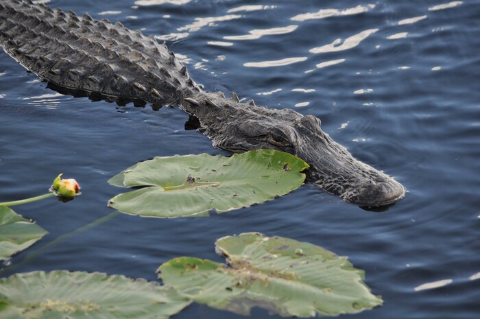 (Erin Alberty | The Salt Lake Tribune) An alligator swims around leaves in Everglades National Park. Photo taken Feb. 2, 2016.