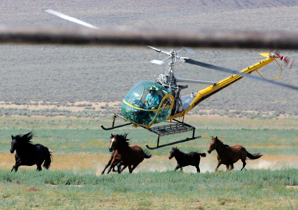 (Brad Horn | AP) A livestock helicopter pilot rounds up wild horses from the Fox & Lake Herd Management Area, July 13, 2008, in Washoe County, Nev. Eleven wild horses have died in the first 10 days of a big mustang roundup in Nevada. A Las Vegas congresswoman says the series of tragedies since July 9, 2023, underscores the urgent need to outlaw the use of helicopters to capture the animals.
