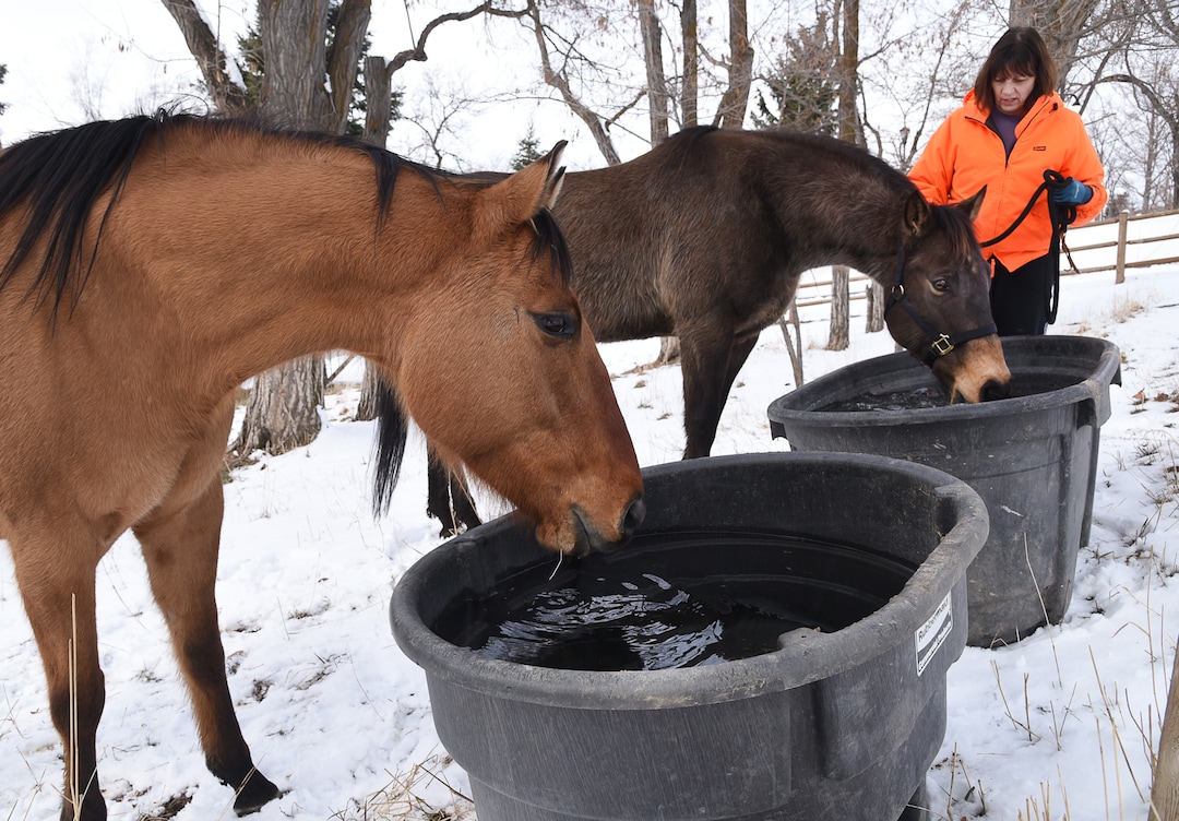(Francisco Kjolseth  |  The Salt Lake Tribune)  Horse owner Kay Freeman provides her horses Whiskey and Tennessee with fresh potable drinking water after a delivery by a Sandy City water truck on Sunday, Feb. 17, 2019, after finding out that her horses could also be affected by high levels of lead and copper in the water. The city says the problem started about Feb. 6, when a fluoride pump malfunctioned because of a power outage. It flooded the water system with fluoride and that also led to high levels of lead and copper, enough that it made some people sick.