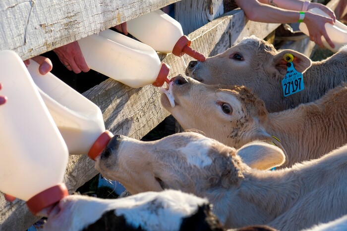 (Leah Hogsten | The Salt Lake Tribune) Young calves are bottle feed by visitors during the Baby Animal Festival and Tulip Field Festival at Cross E Ranch, April 23, 2021.The festival runs unlil May 8.