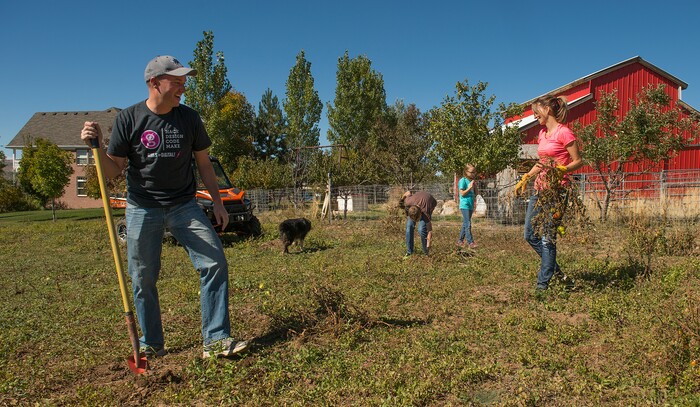 (Leah Hogsten  |  The Salt Lake Tribune)  Spencer Cox and his wife Abby share a laugh while pulling up the 104 tomato plants they planted to saute and freeze during the winter months to feed the family. 