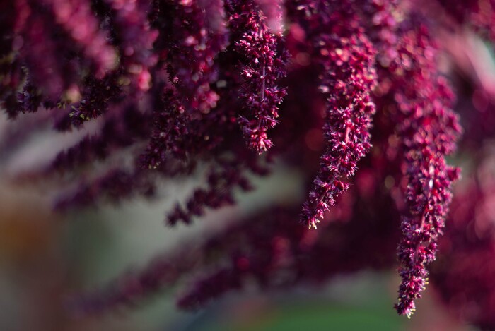 (Francisco Kjolseth | The Salt Lake Tribune) Salt Lake City unveils its newest community garden as amarinth blooms at Richmond Park on Wednesday, Aug. 4, 2021.
