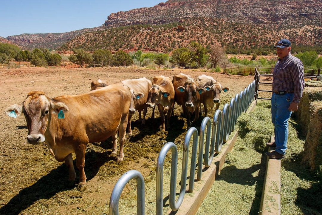 (Trent Nelson  |  The Salt Lake Tribune) Winford Barlow of Finney Farm with some of his Brown Swiss cows in Hildale on Tuesday August 11, 2009.